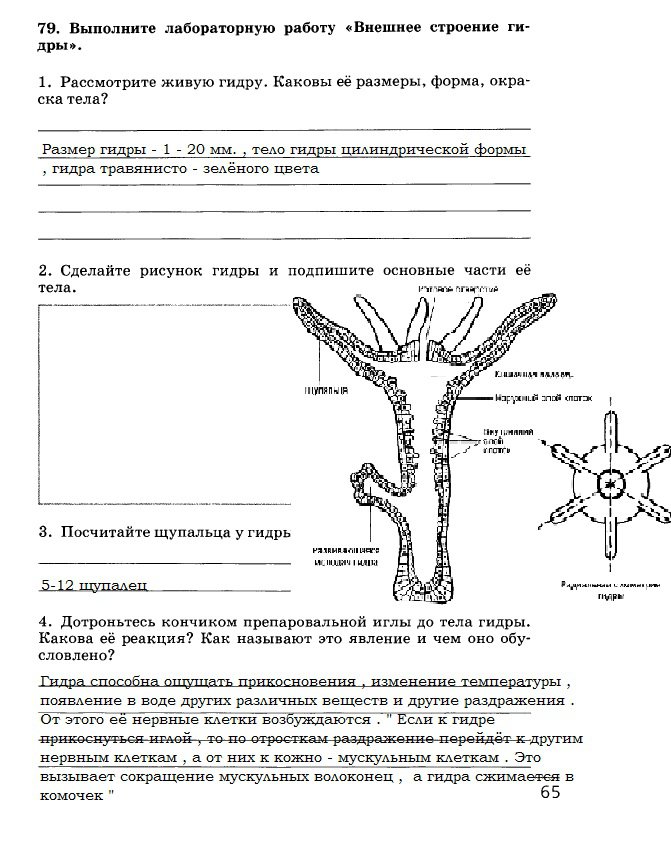 Кракен не работает тор