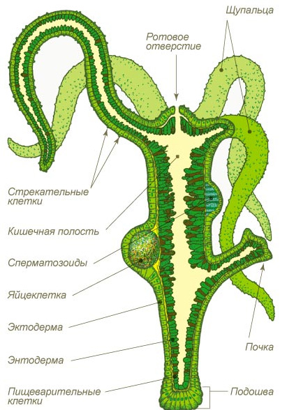 Кракен питер